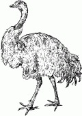 coloring picture of an ostrich with much of feathers