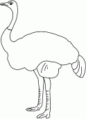 coloring picture of drawing to be colored of an ostrich