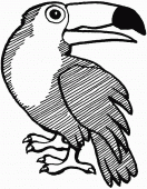 coloring picture of Toucan Ramphastidae