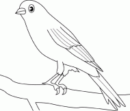 coloring picture of canary