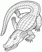coloring picture of crocodile