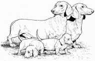 coloring picture of dachshund