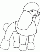 coloring picture of poodle