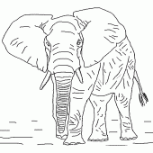coloring picture of African elephant