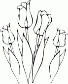 coloring picture of four tulips