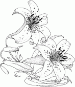 coloring picture of lily flower