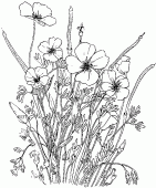 coloring picture of ranunculus flower