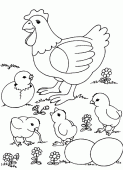 coloring picture of Chicken and chicks and eggs