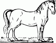 coloring picture of horse