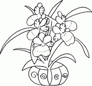 coloring picture of orchises in a flower pot