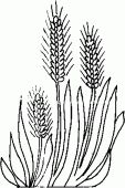 coloring picture of some wheat ears