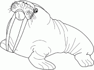 coloring picture of walrus with his tusks