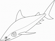 coloring picture of shark
