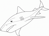 coloring picture of tiger shark