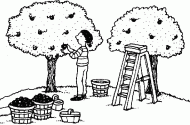 coloring picture of an orchard of apple trees