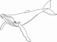 coloring picture of humpback whale