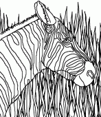 coloring picture of zebra  with high grasses