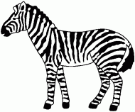 coloring picture of zebra