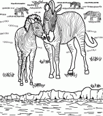coloring picture of zebras in savanna