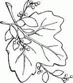coloring picture of leaf and fruits