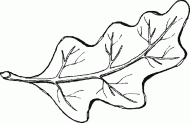 coloring picture of leaf