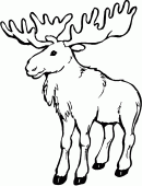 coloring picture of caribou