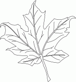 coloring picture of maple leaf
