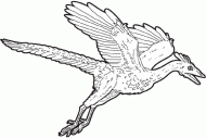 coloring picture of archaeopteryx