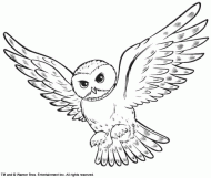 coloring picture of Snowy Owl Hedwig