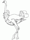 coloring picture of a very elegant ostrich