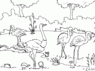 coloring picture of an ostrich and some pink flamingos in a zoo