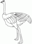 coloring picture of an ostrich with feathers