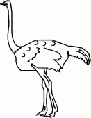 coloring picture of an ostrich with its long neck