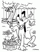coloring picture of pluto with birds