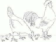 coloring picture of rooster and hen with her chicks