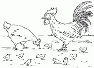 coloring picture of rooster and hen