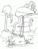 coloring picture of Caribbean flamingo