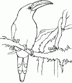 coloring picture of Emerald toucanet