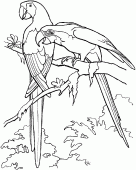 coloring picture of Macaws true parrots