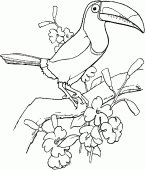 coloring picture of Sulfur breasted toucan