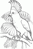 coloring picture of Sulfur crested cockatoo