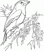 coloring picture of Toucan Barbet