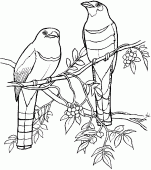 coloring picture of Trogons Quetzals