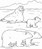 coloring picture of polar bears and walrus on the ice barrier