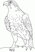 coloring picture of falcon