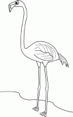 coloring picture of flamingo