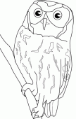 coloring picture of owl