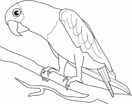 coloring picture of parrot