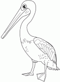 coloring picture of pelican