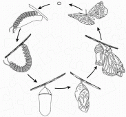 coloring picture of butterfly life cycle
